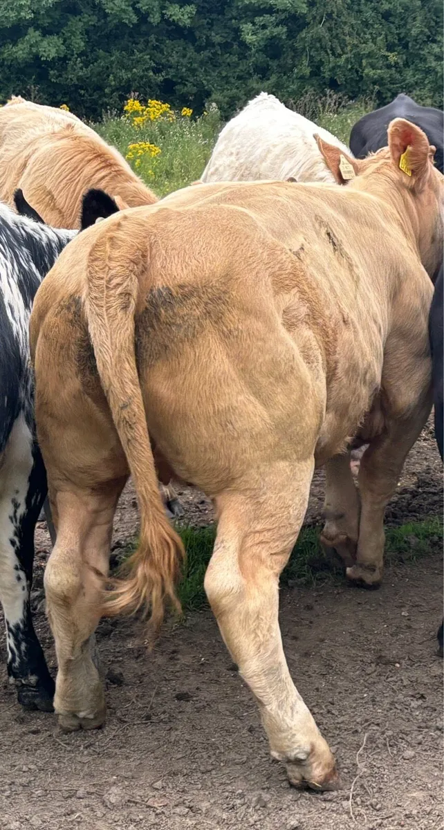 3 heifers Carlow mart Monday 18th - Image 1