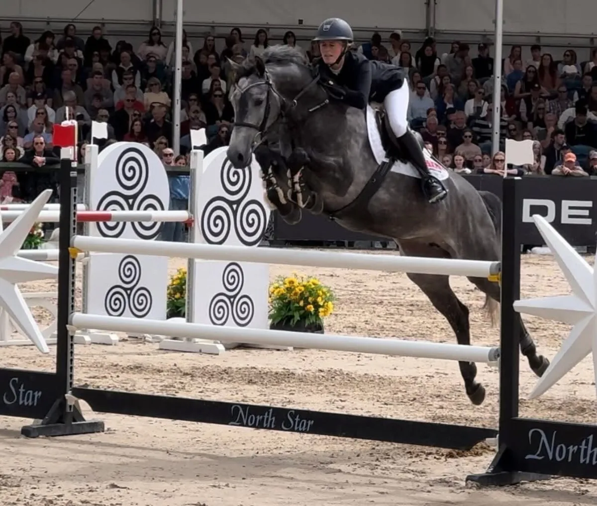 Exceptional Showjumping Mare - Image 1