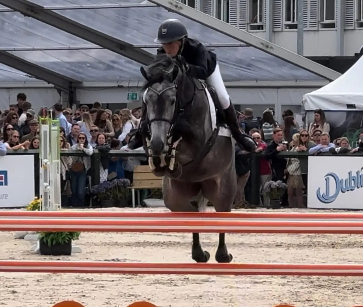 Exceptional Showjumping Mare - Image 2