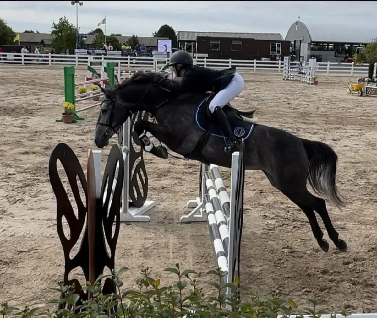 Exceptional Showjumping Mare - Image 3