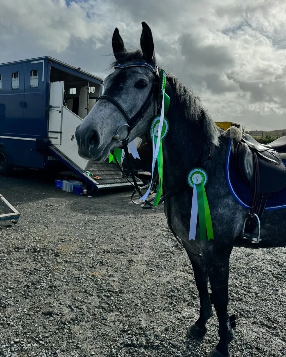 Exceptional Showjumping Mare - Image 4