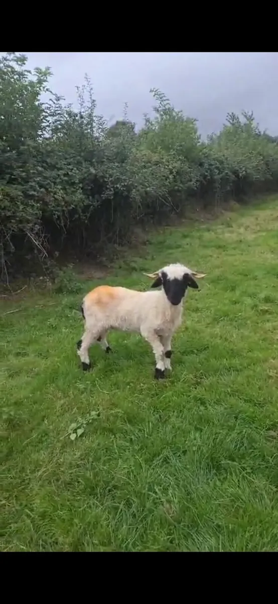 Wolds cutest sheep - Image 1