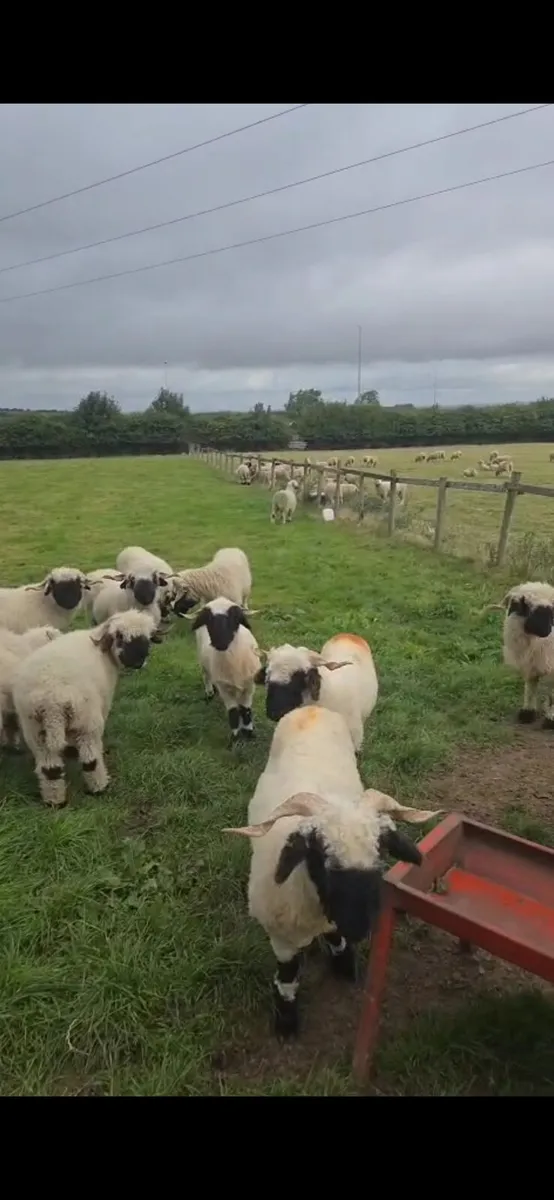 Wolds cutest sheep - Image 2
