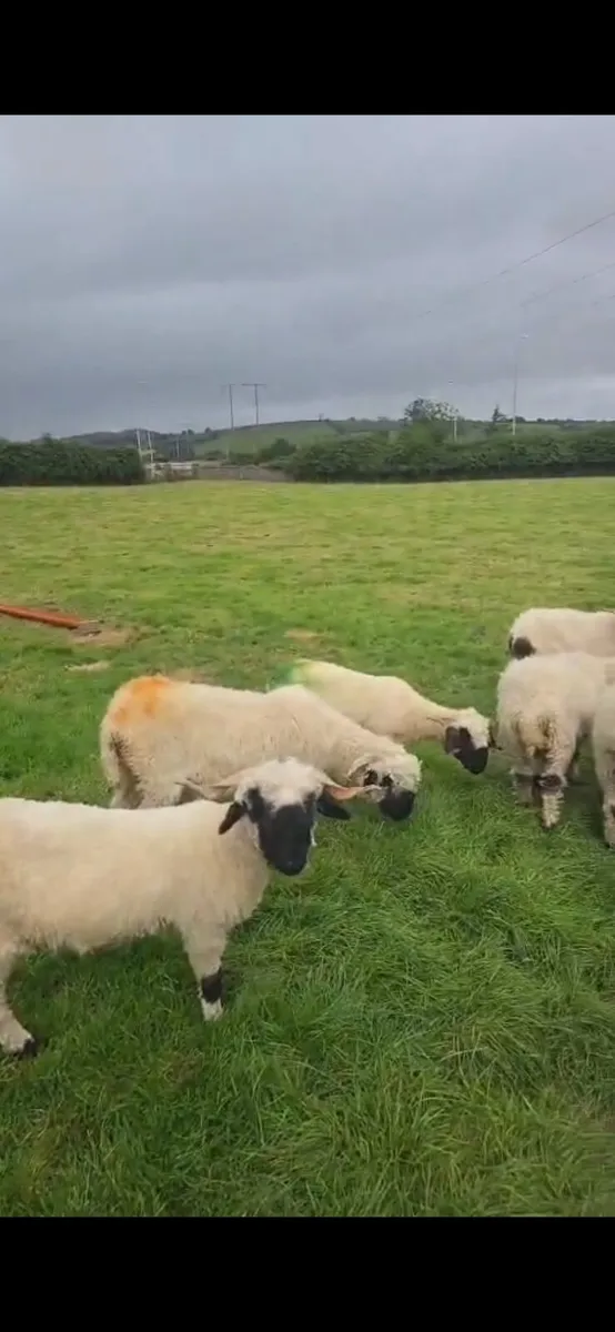 Wolds cutest sheep - Image 3