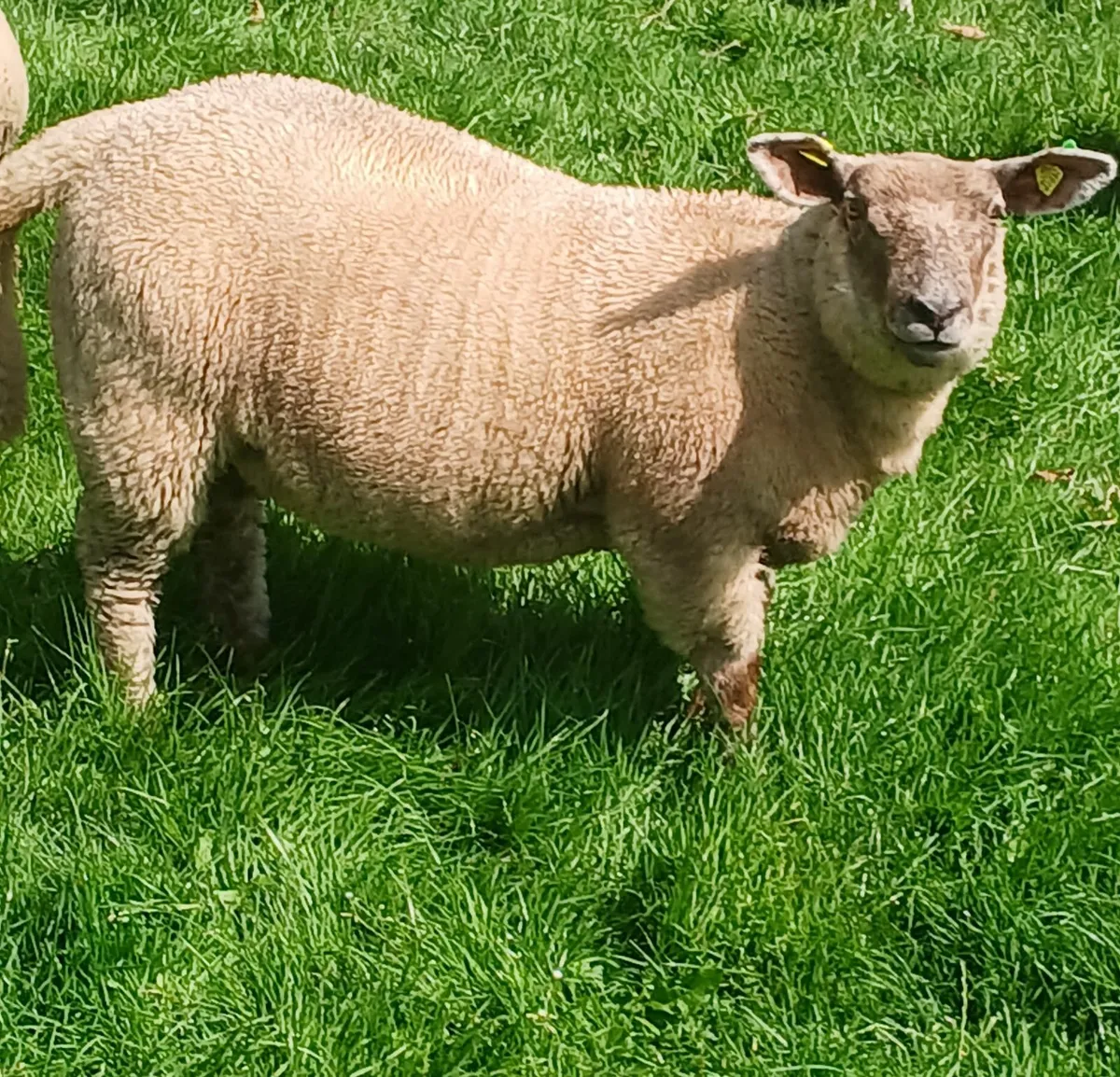 Organic ewes - Image 2