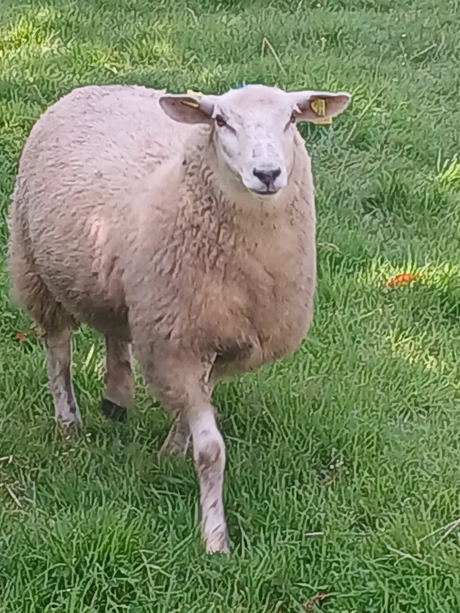 Organic ewes - Image 1