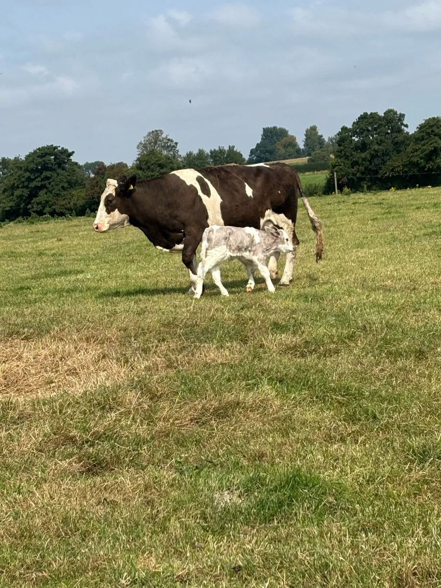 Simmental cow with ch bull calf for sale - Image 1