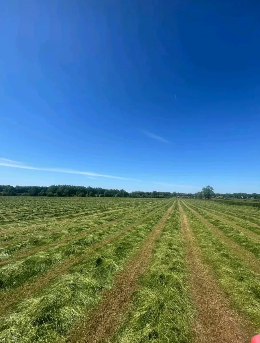 Hay - Image 1