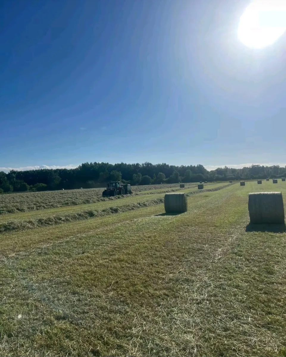 Hay - Image 3