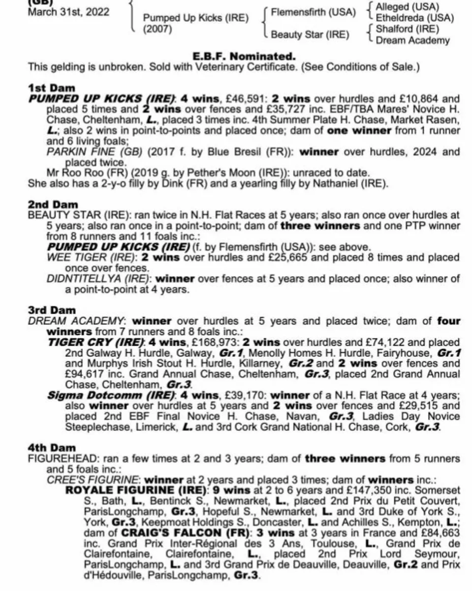 Winning Blue Bresil Thoroughbred Mare - Image 2