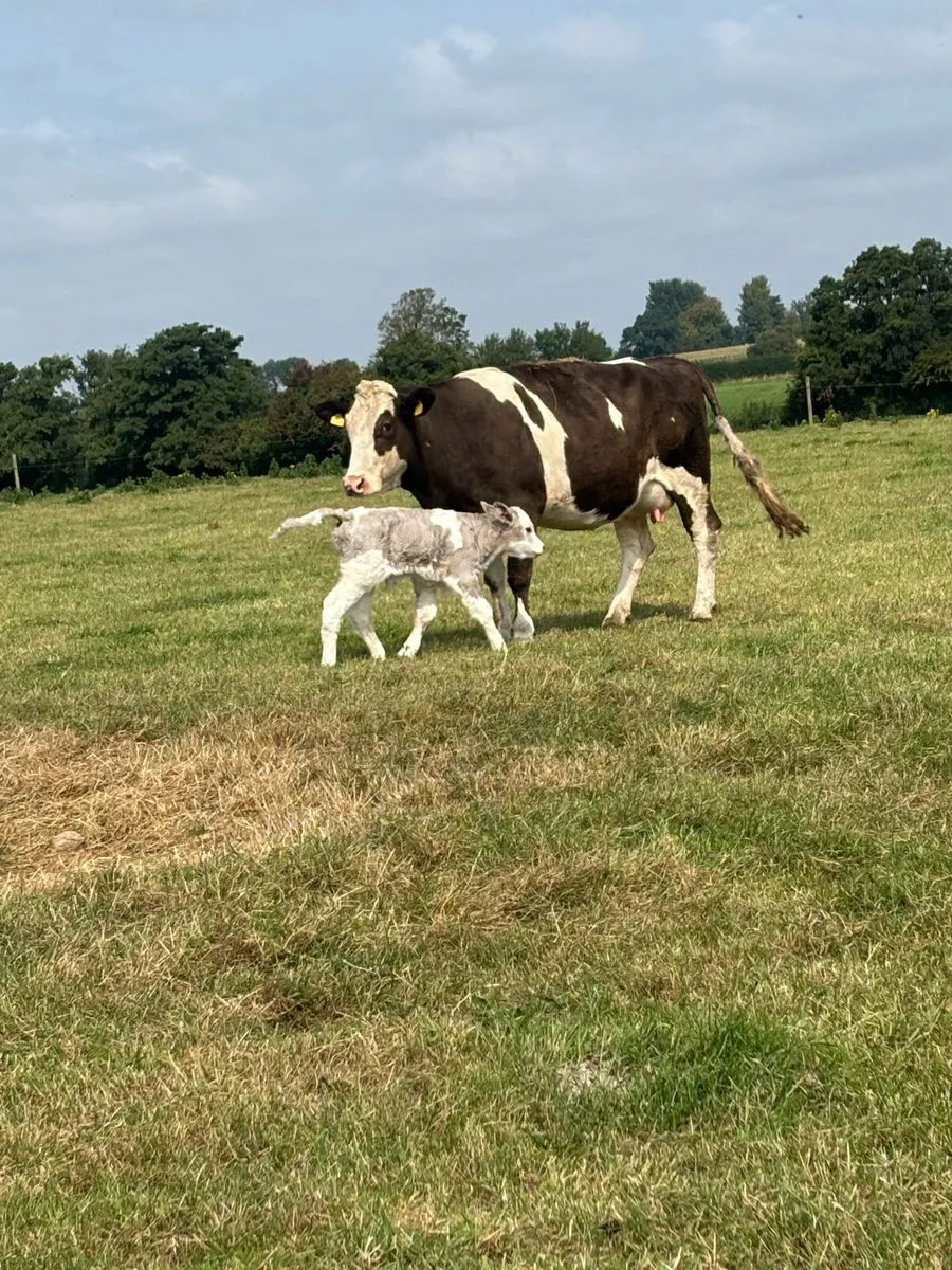 Simmental cow with ch bull calf for sale - Image 2