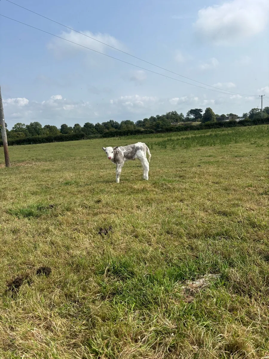Simmental cow with ch bull calf for sale - Image 3