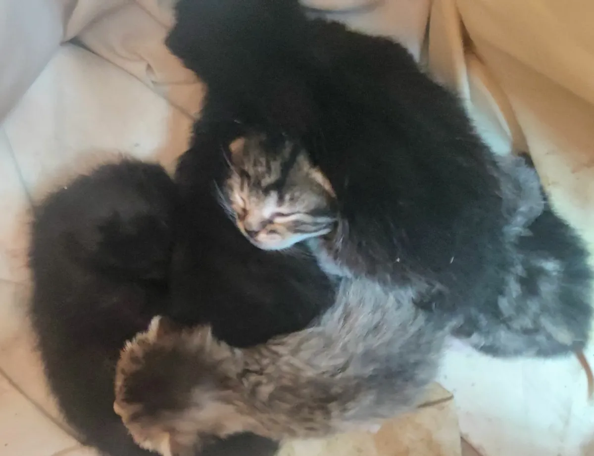 kittens for adoption - Image 1