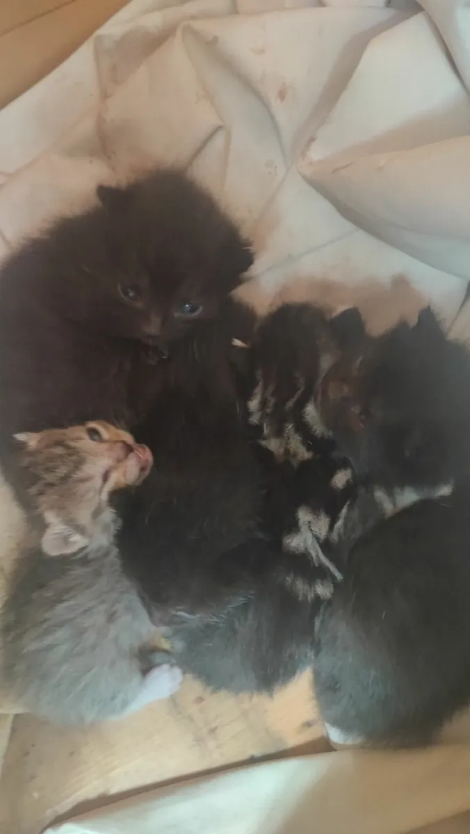 kittens for adoption - Image 2