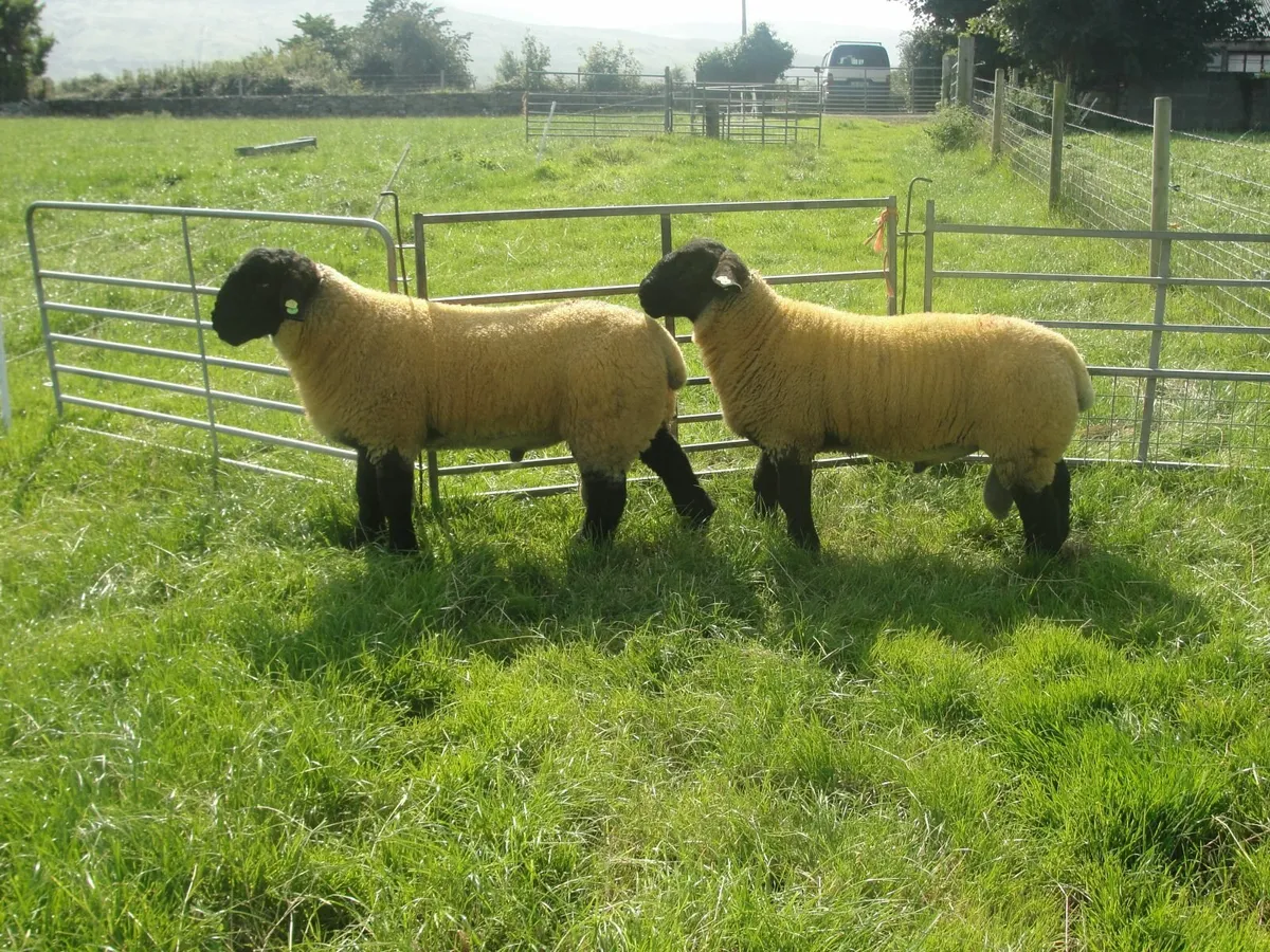 Suffolk  Ram Lambs - Image 1