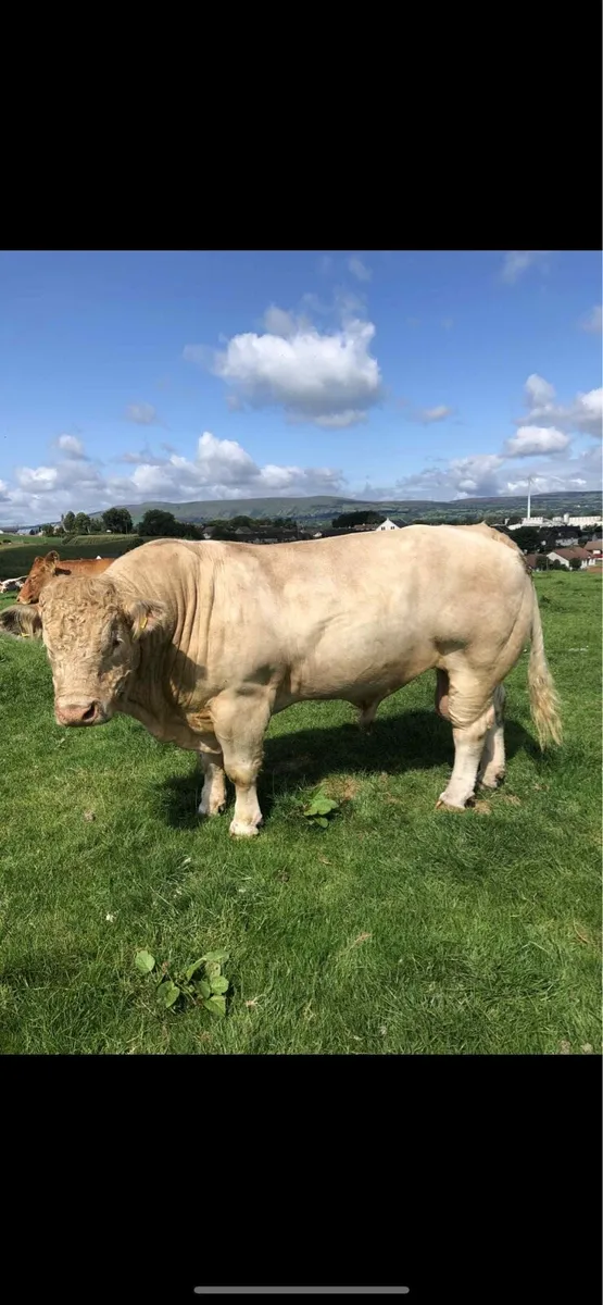 charolais bull - Image 1