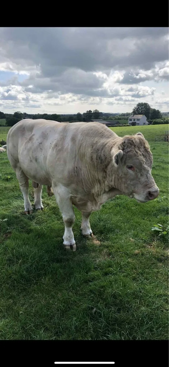 charolais bull - Image 2