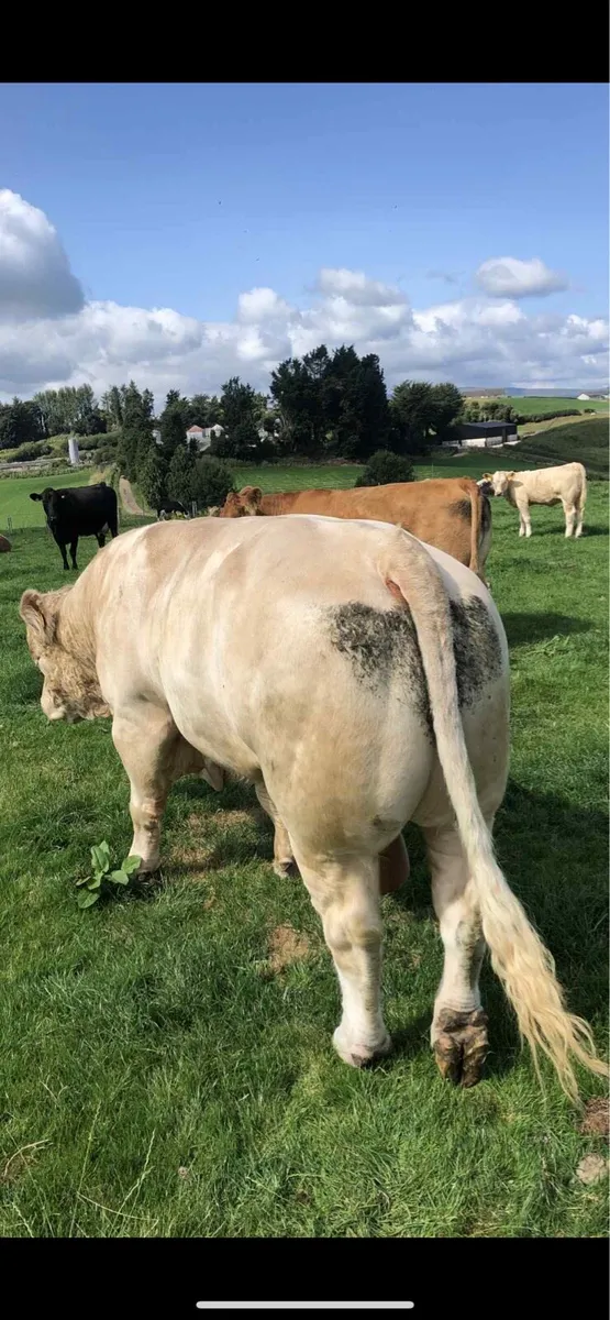charolais bull - Image 3