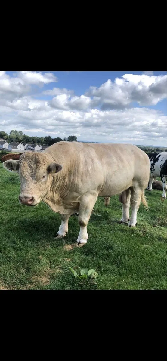 charolais bull - Image 4