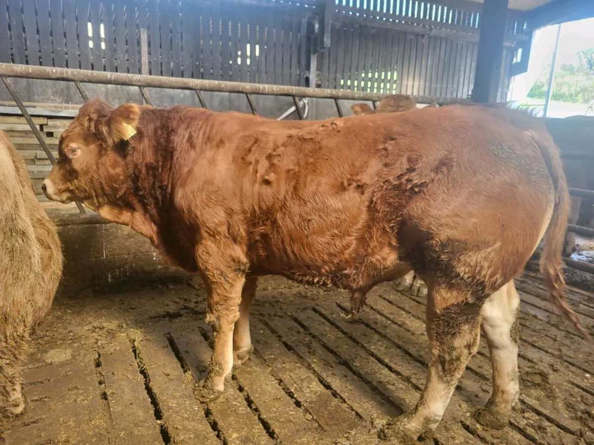 Bulls for dowra mart - Image 1