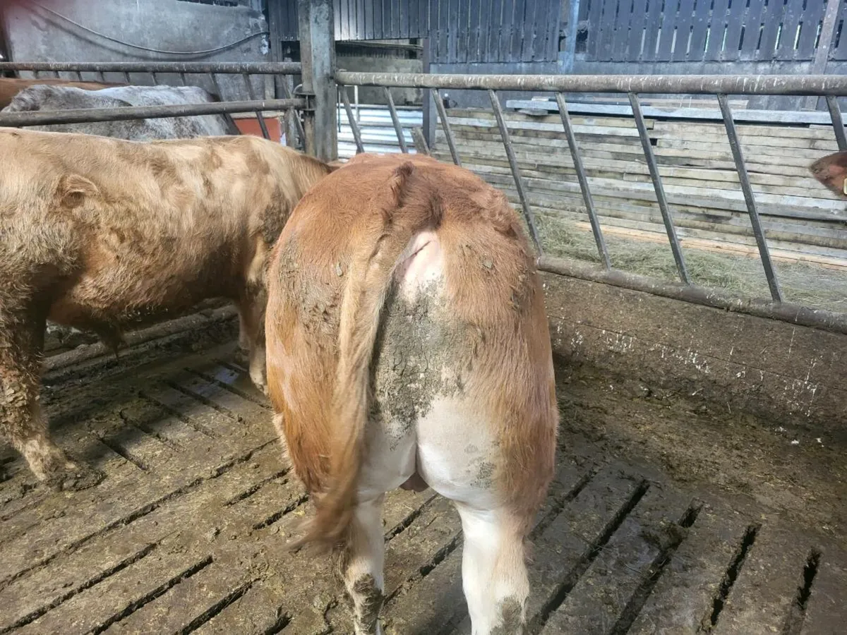 Bulls for dowra mart - Image 2