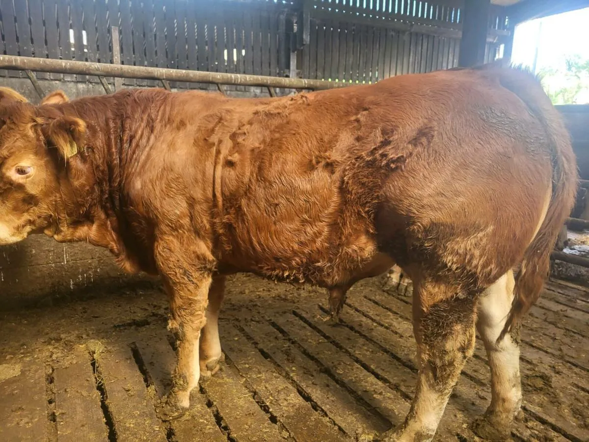 Bulls for dowra mart - Image 3