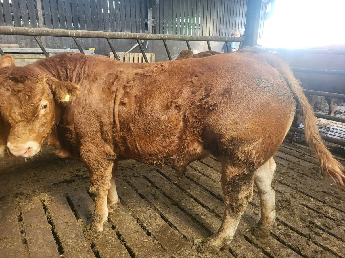 Bulls for dowra mart - Image 4