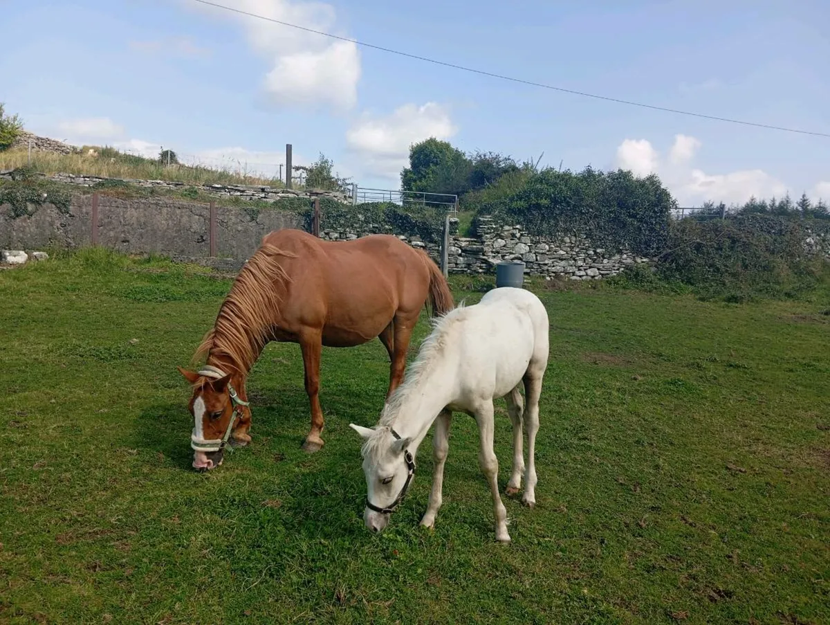 Class 1 Chestnut Connemara Mare - Image 2