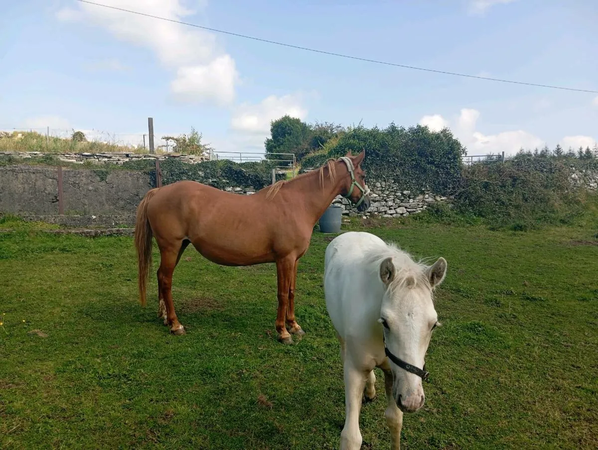 Class 1 Chestnut Connemara Mare - Image 3