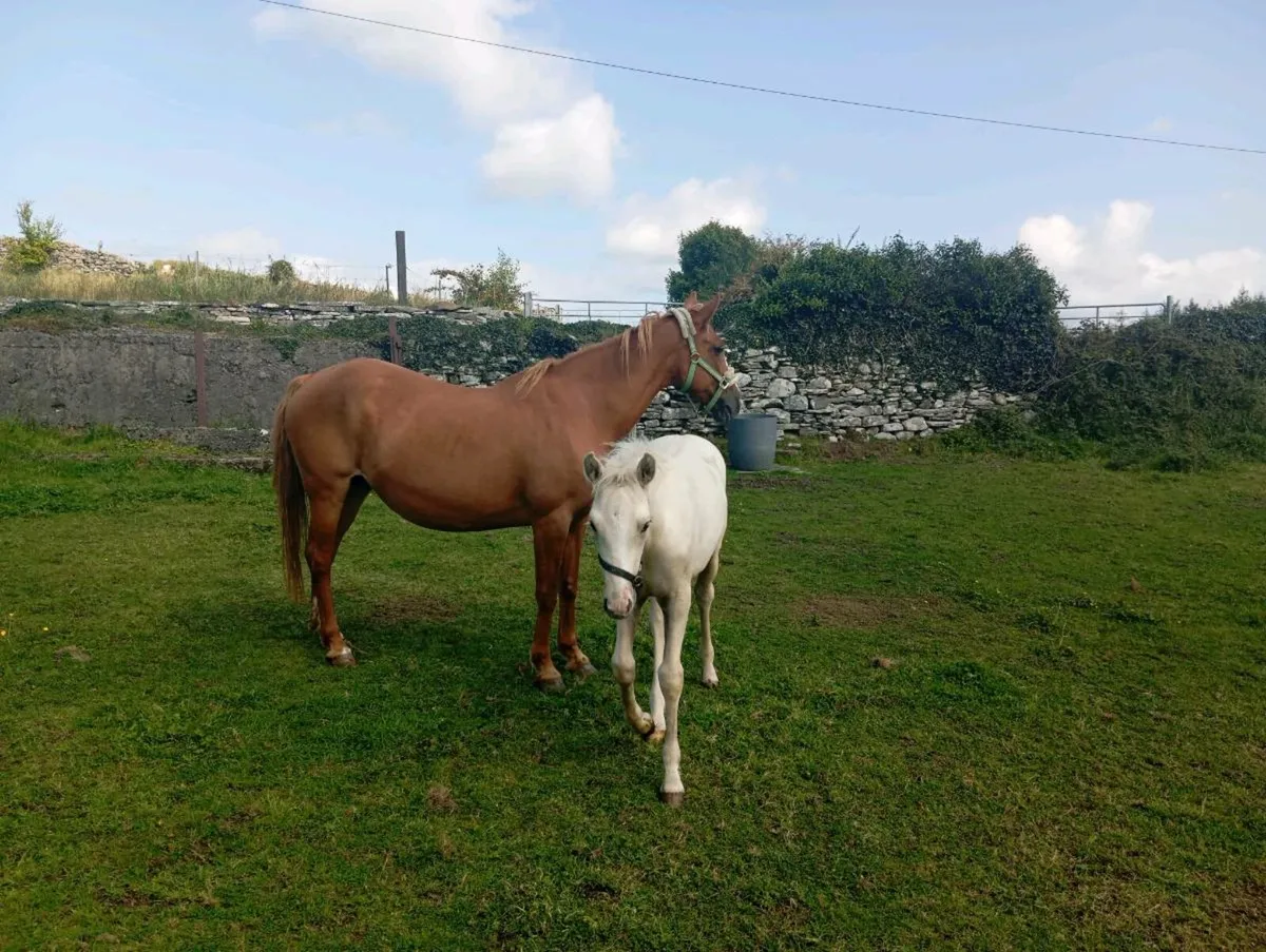 Class 1 Chestnut Connemara Mare - Image 4