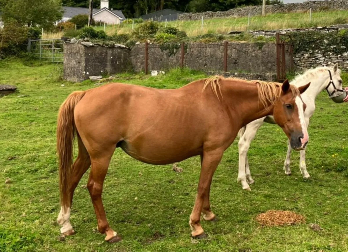 Class 1 Chestnut Connemara Mare - Image 1