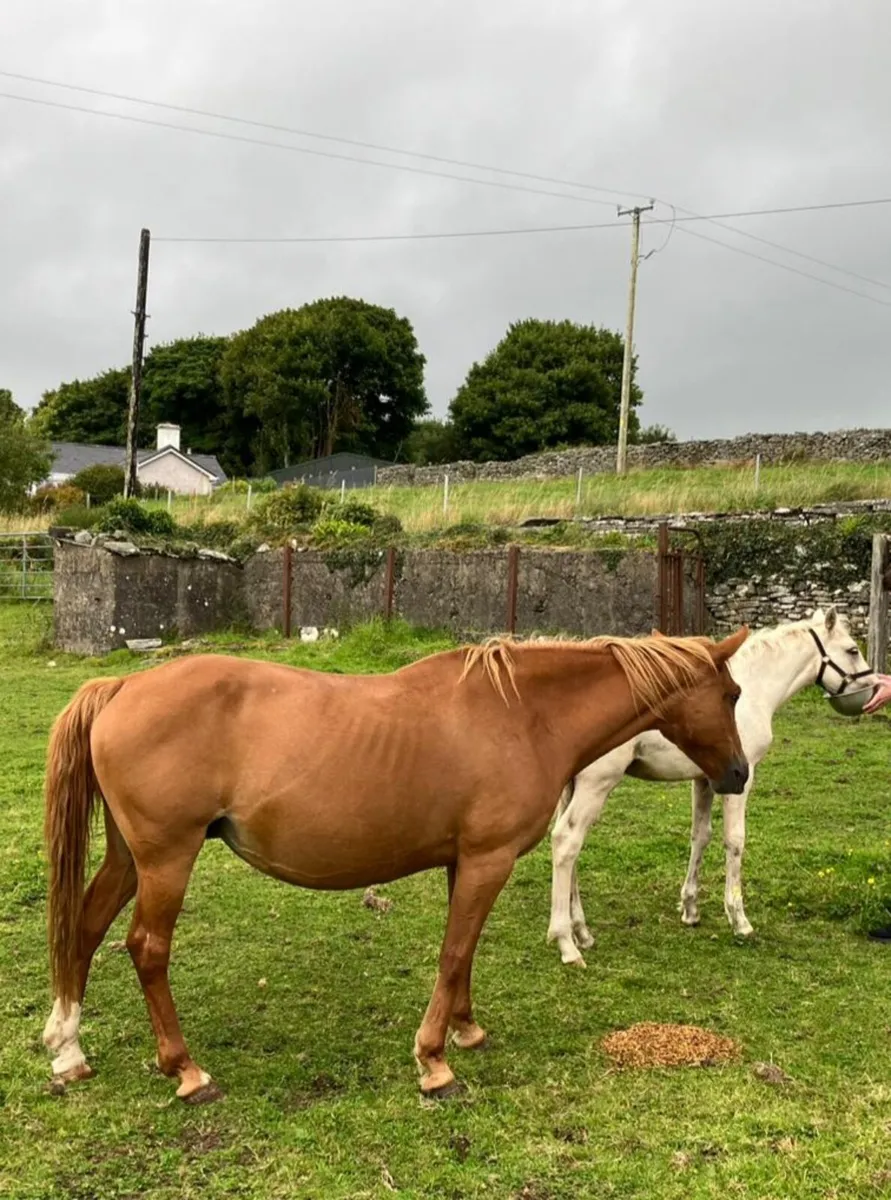 Class 1 Chestnut Connemara Mare - Image 1