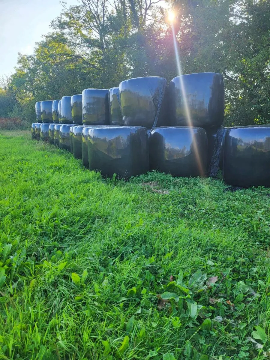 Haylage 50 baled - Image 3