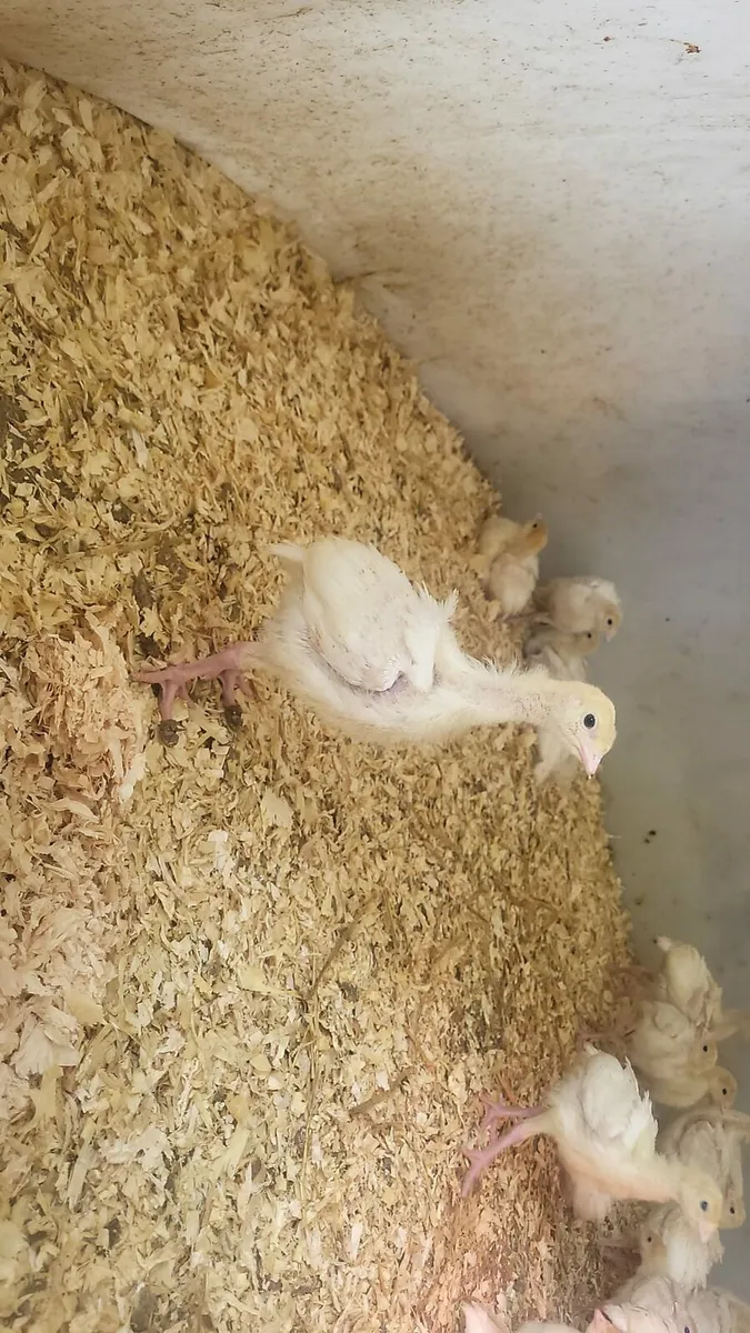 Turkey pullets for sale - Image 1