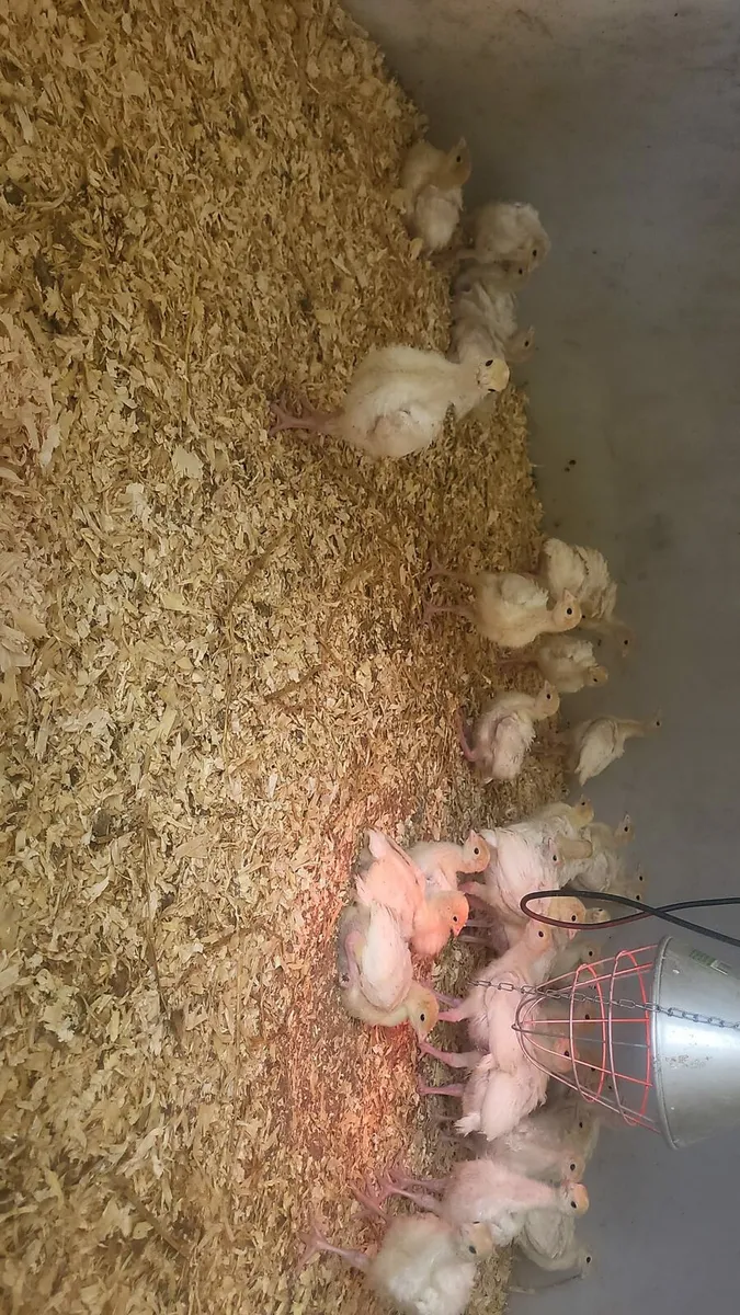 Turkey pullets for sale - Image 2