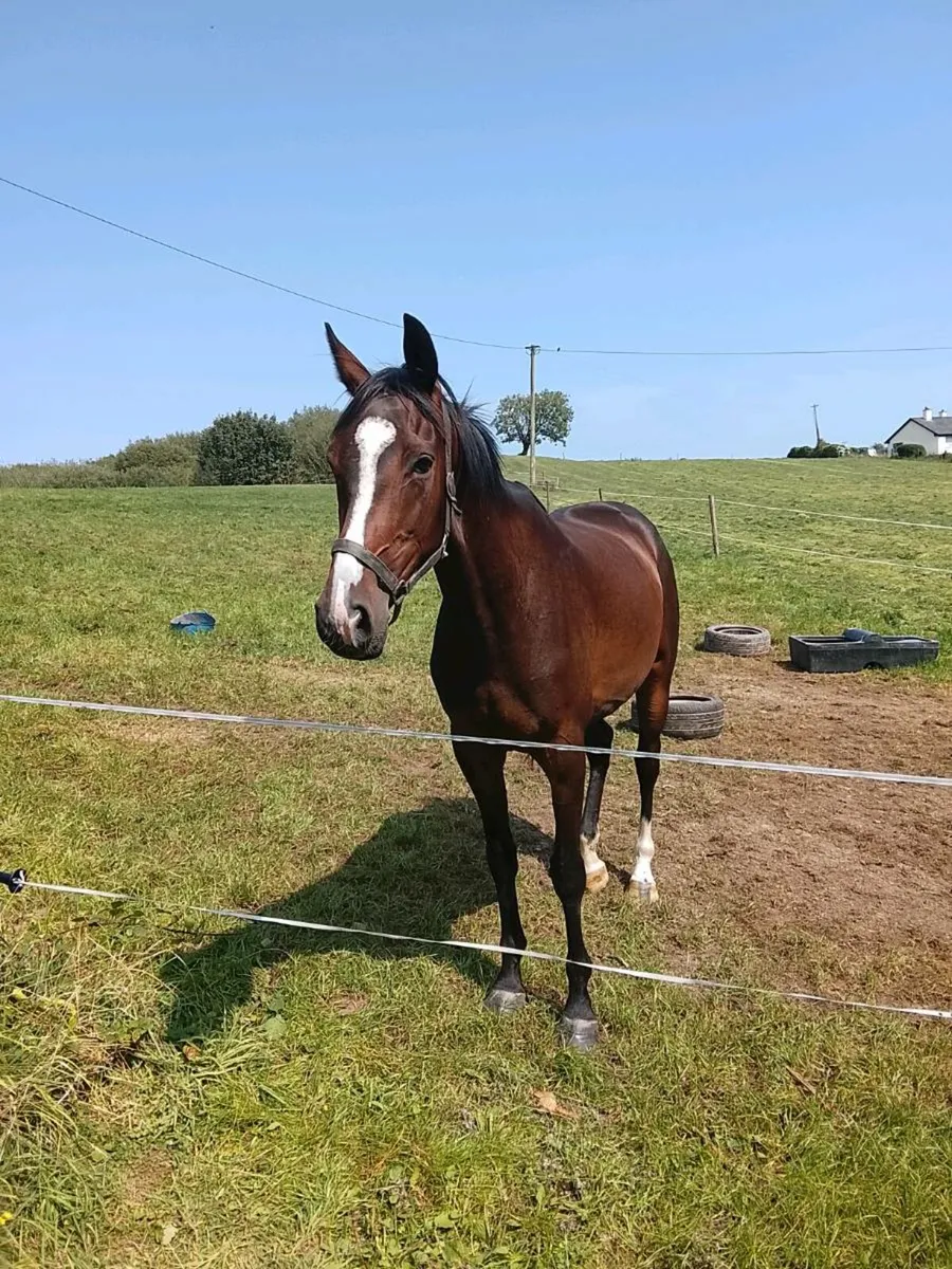 National hunt 3year old gelding - Image 2