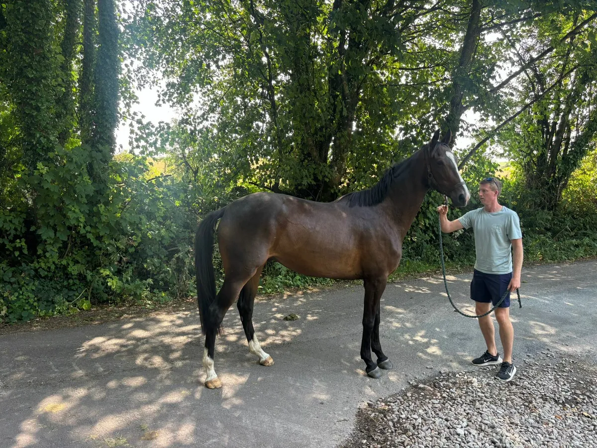 National hunt 3year old gelding - Image 3