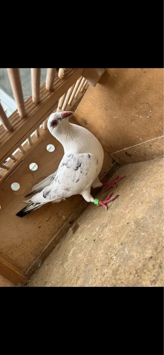Pigeons - Image 1