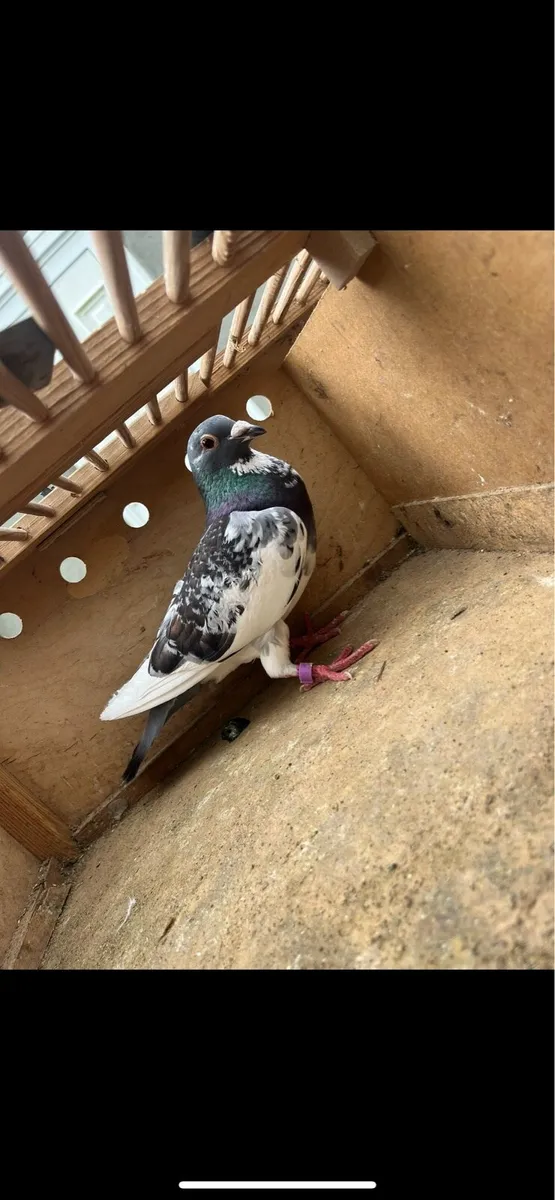 Pigeons - Image 2