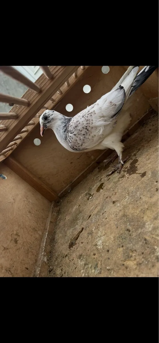 Pigeons - Image 3