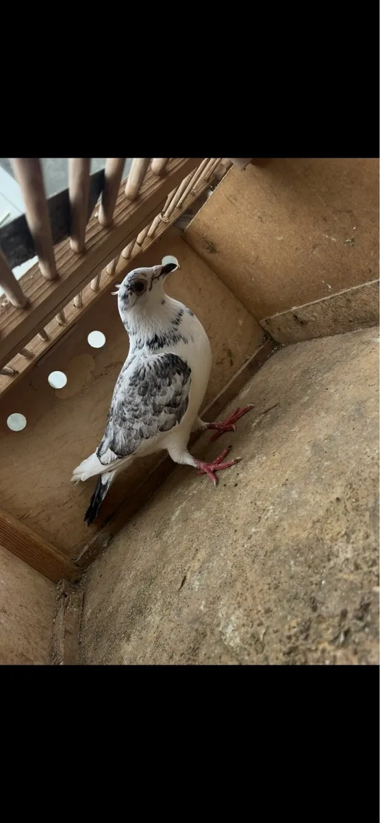 Pigeons - Image 4