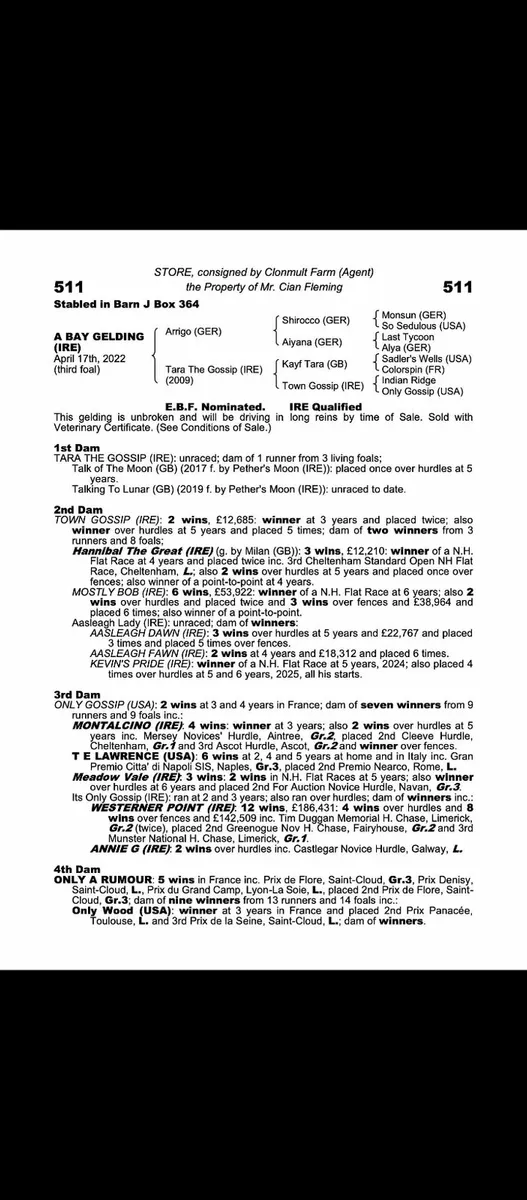 National hunt 3year old gelding - Image 4