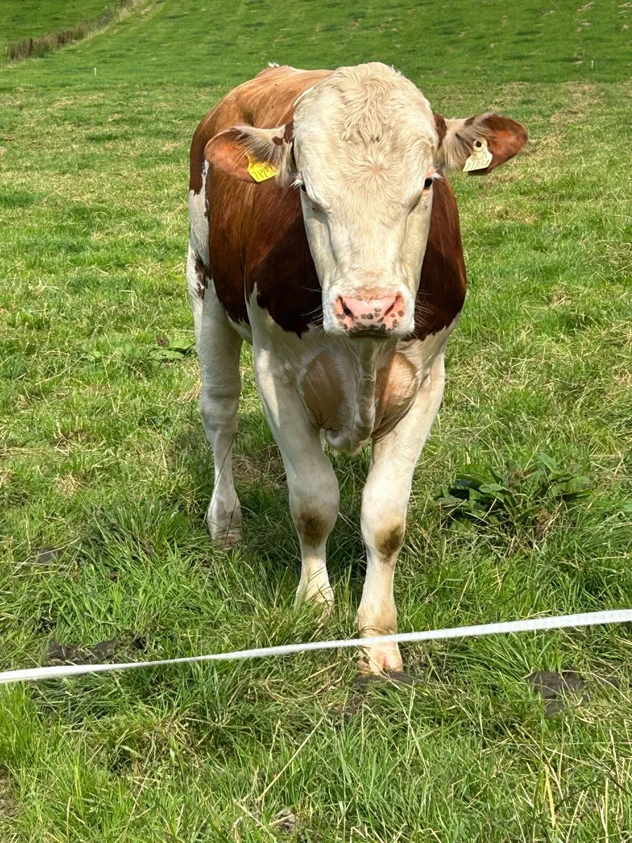 Bull - Image 1