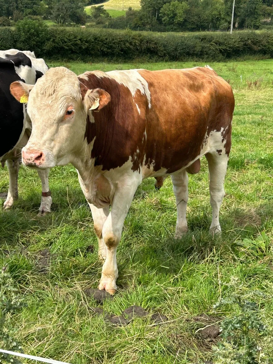 Bull - Image 2