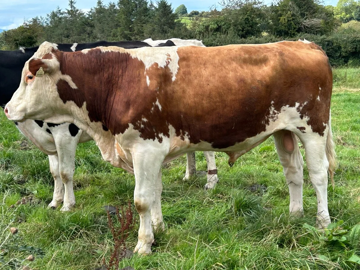 Bull - Image 3