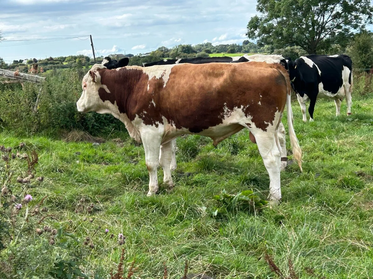 Bull - Image 4