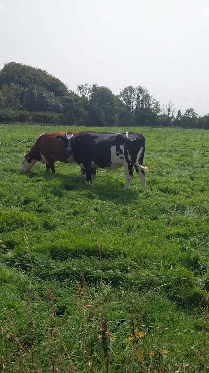 Incalf fr heifer