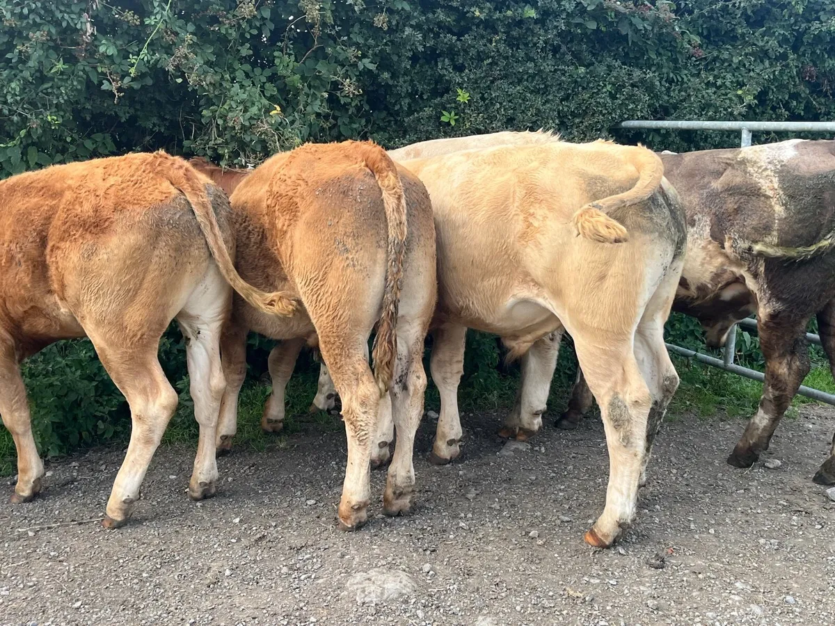 5 Super U-grade 440kg bullocks - Image 2