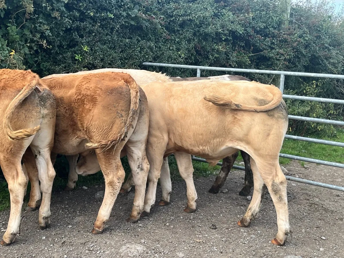 5 Super U-grade 440kg bullocks - Image 3