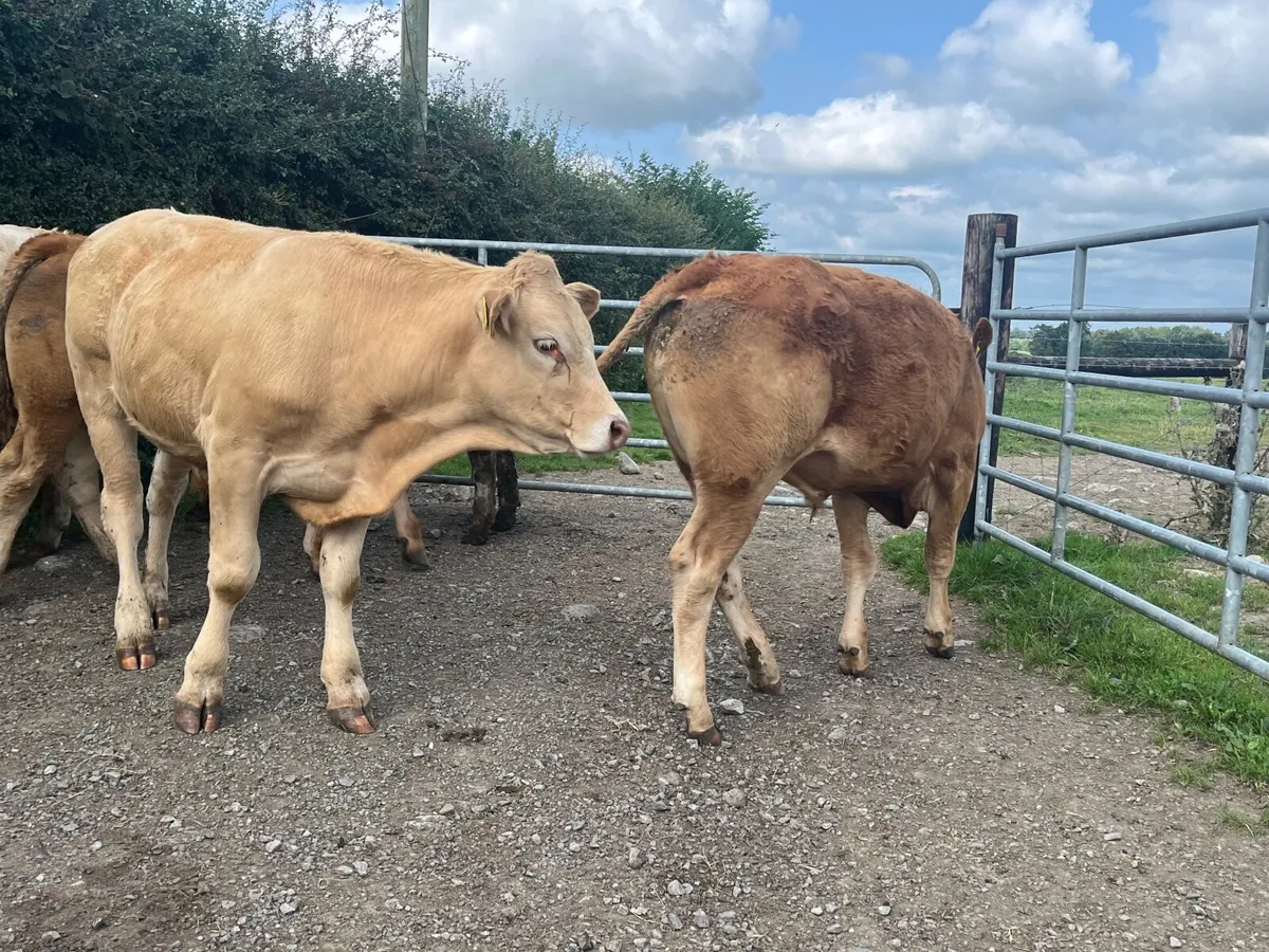 5 Super U-grade 440kg bullocks - Image 4